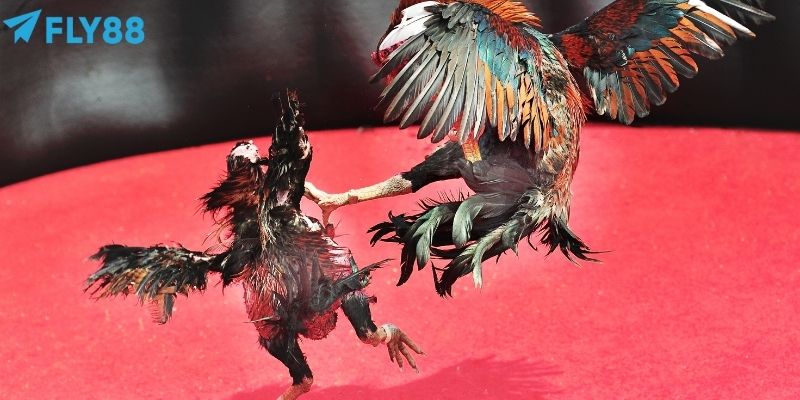 Cược theo sức mạnh trong đá gà thomo dựa trên sức mạnh tổng thể